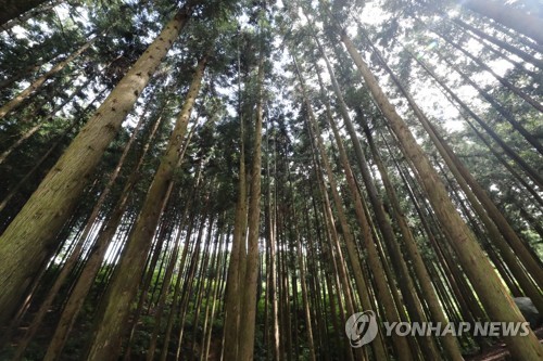 '편백숲 10m 높이 거닐며 산림욕'…장성 축령산에 하늘숲길 조성