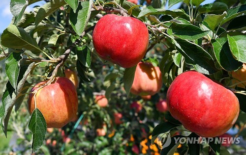 최장기 장마에 수산물 가격도 '들썩'…추석 물가도 '걱정'