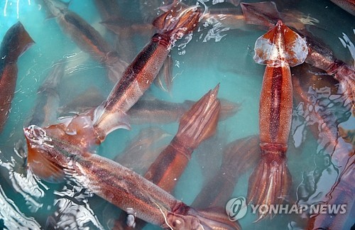 동해 오징어 왜 서·남해로 갔나?…수온 상승으로 먹이사슬 변화