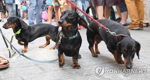 영국서 닥스훈트·차우차우 강아지 가격 껑충 뛴 이유는