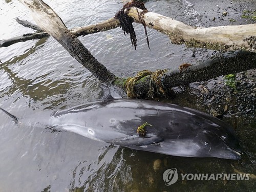 '일본선박 기름유출' 모리셔스에 돌고래 떼죽음 미스터리