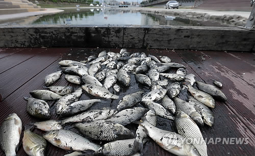 부산 삼락천 물고기 떼죽음…수위조절 실패로 산소 부족 추정