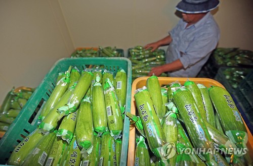 "애호박 하나에 5천원…하지만 농민 소득은 제자리입니다"