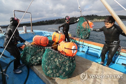 제주, 내년 6월까지 소라 총허용어획량 1천879t 확정