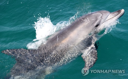 "임신 12개월째였다"…새끼 낳기 직전 그물에 걸려 죽은 상괭이