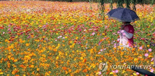 '일상 복귀가 우선'…장성군, 가을축제 예산 수해복구에 쓴다