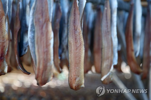 [알쏭달쏭 바다세상Ⅱ](26) 서리 내려야 제맛 꽁치…비타민A 소고기 16배