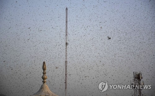 中윈난성 메뚜기떼 피해 100㎢ 넘어…"번식기 맞아 확산 우려"