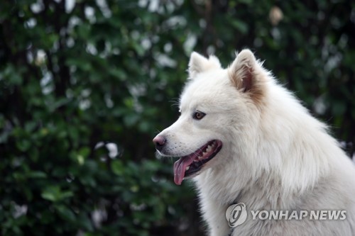 [펫·보·이] "안 물어요" 하기보다 보험 준비…한달 천원이면 충분