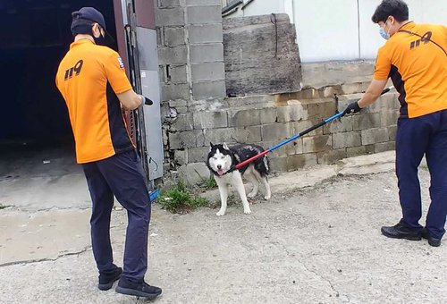 [펫·보·이] "안 물어요" 하기보다 보험 준비…한달 천원이면 충분