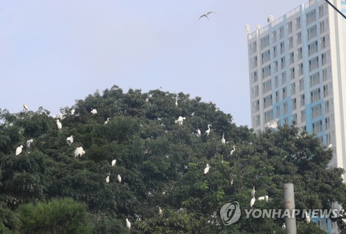 "백로가 무슨 죄"…청주 송절동 아파트촌 '불편한 동거'