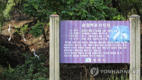 "백로가 무슨 죄"…청주 송절동 아파트촌 '불편한 동거'