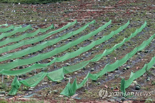 터진 수박에 파리떼 우글…단양 어상천 수박 '쑥대밭'