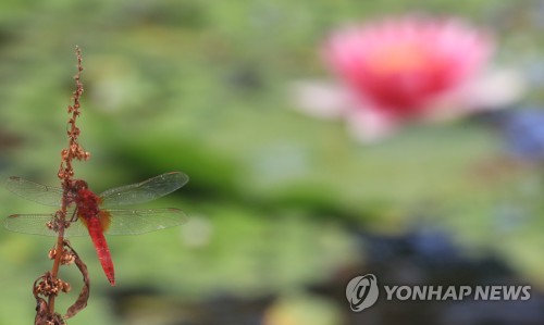 서부 제외 제주 전역 호우주의보…최고 100㎜↑ 비(종합)