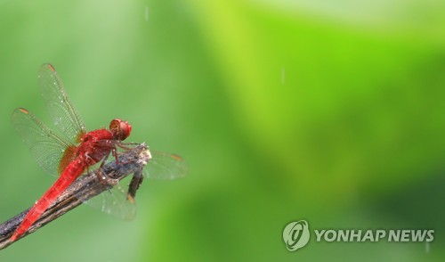 이천 등 경기 3곳 호우주의보 해제