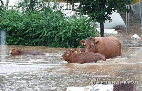 전북 집어삼킨 '수마'…544㎜ 폭우로 사망 2명·이재민 1702명