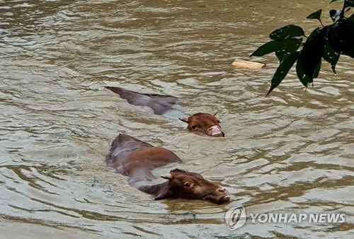 전남 폭우 피해 "상상 초월"…주택 1천채·농경지 6천㏊ 침수