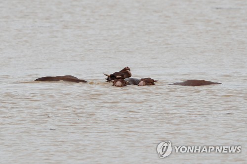 섬으로 변한 요양원 보트 탈출 행렬, 소떼는 잠긴 들녘서 허우적