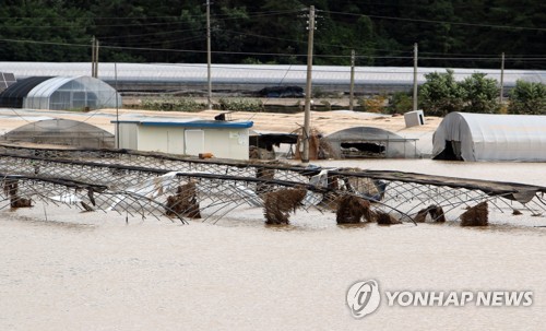 "장비·인력은 인삼밭에만"…수해 금산 일반 농민들 '발동동'