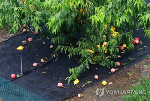 긴 장마로 무·배추 가격 '들썩'…정부, 수급안정 대책 추진