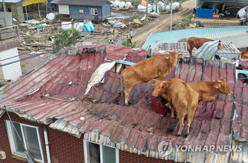 [르포] 지붕 위에서 살아남은 소들…물 빠지고도 못 내려와 '음매'