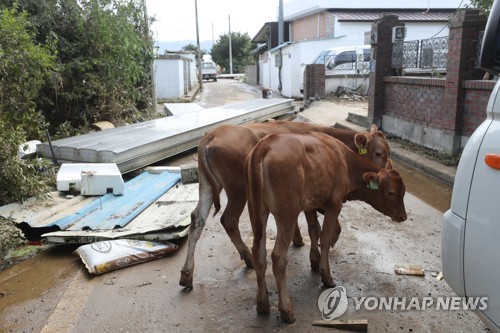 [르포] 진흙투성이 집에 '망연자실'…"솥단지가 어찌 지붕에"(종합)