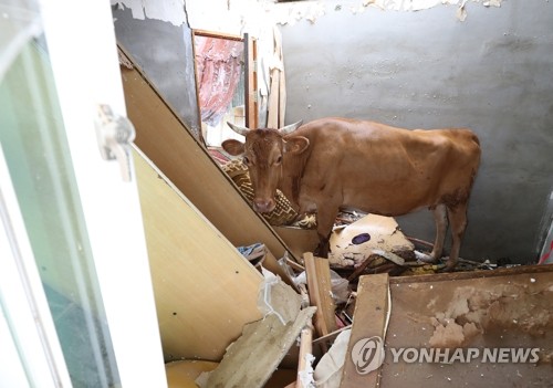물속에서 하루 지붕 위에서 하룻밤 버틴 소, 마침내 땅으로