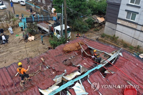 물속에서 하루 지붕 위에서 하룻밤 버틴 소, 마침내 땅으로