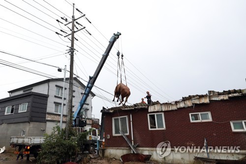 물속에서 하루 지붕 위에서 하룻밤 버틴 소, 마침내 땅으로
