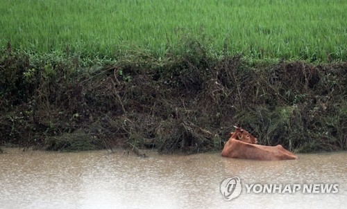 [르포] "음매~음매~ 울음소리 맴돌아"…물 빠지자 눈 뜬 한우 사체만