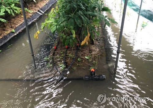 벼 재배면적 3% 침수…정부 "피해농가 복구에 가용자원 총동원"(종합)