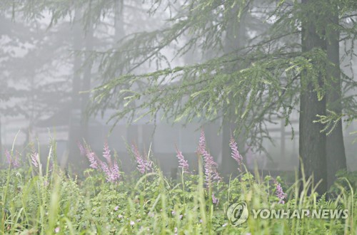 여름 빨리 가는 정선 만항재…시원한 가을바람 솔솔