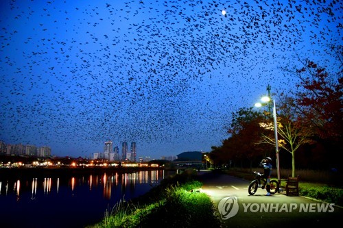 울산관광사진 전국 공모전 '태화강 떼까마귀' 대상