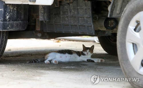 천안 등 충남 4곳 폭염경보…태안에 폭염주의보