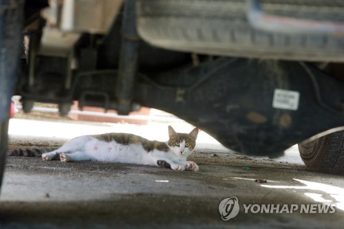 강원 삼척·강릉에 폭염주의보…원주 등 6곳 폭염주의보 해제