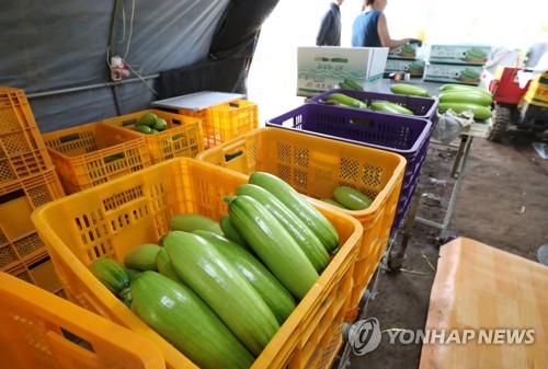 [르포] "값이 오르면 뭐해" 병충해로 썩고 무른 애호박·복숭아