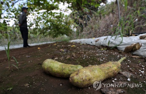 [르포] "값이 오르면 뭐해" 병충해로 썩고 무른 애호박·복숭아