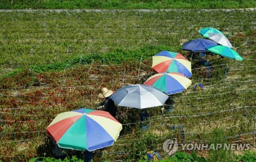 [카메라뉴스] 고추밭에 오색 파라솔…해수욕장 풍경?