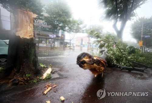 태풍 '바비' 제주에 400㎜↑ 물폭탄…교통사고·침수·정전 속출