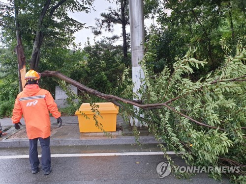 가로수 쓰러지고 해상 교량 통제…광주·전남도 강풍 피해