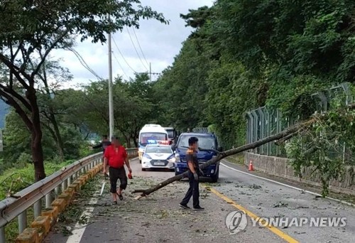 강원 태풍 '바비' 피해 2건…나무가 승합차 덮쳐 4명 부상(종합)