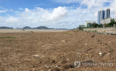 폭우로 영산강서 내려온 쓰레기 목포 앞바다 2㎞ 점령