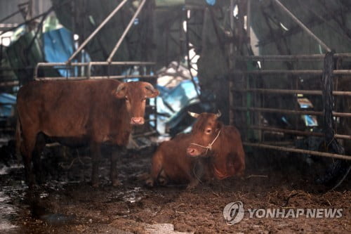 [르포] "음매~음매~ 울음소리 맴돌아"…물 빠지자 눈 뜬 한우 사체만