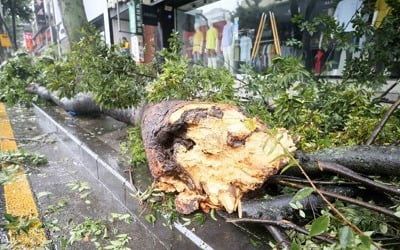 신호등 꺾이고 유리창 깨지고…제주 태풍 피해 발생 속속