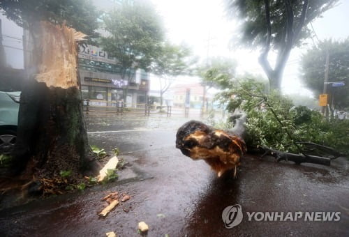 "가로수 뽑히고, 도로 꺼지고"…초강풍 위력에 남부 피해 속출