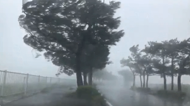 일본에 상륙한 마이삭 모습. 강한 비바람에 나무가 위태롭게 서있다. [출처=트위터]