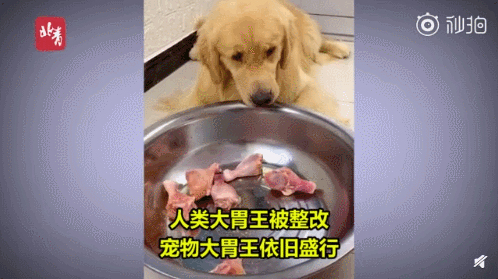 中 '먹방' 규제에 사람 대신 개 등장…동물학대 논란[영상]