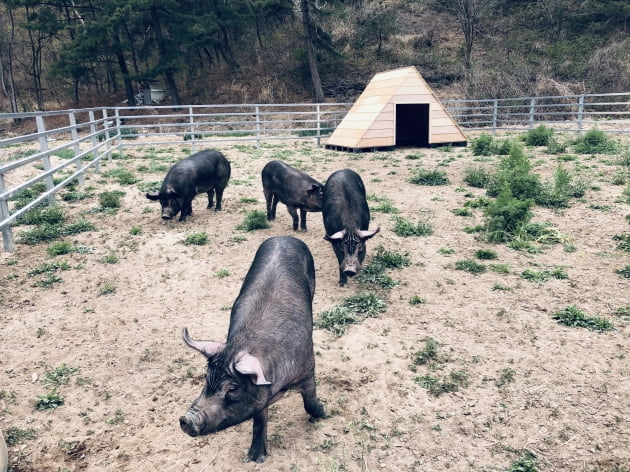 '코 길고 쭈글쭈글' 재래돼지 복원 30년…민간 농가 최초 FAO 뚫은 남자 