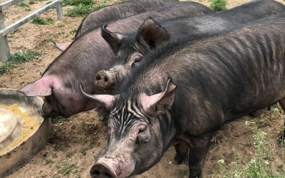 '코 길고 쭈글쭈글' 재래돼지 복원 30년…민간 농가 최초 FAO 뚫은 남자 