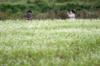 [포토] 인천 옹진군에 만개한 메밀꽃